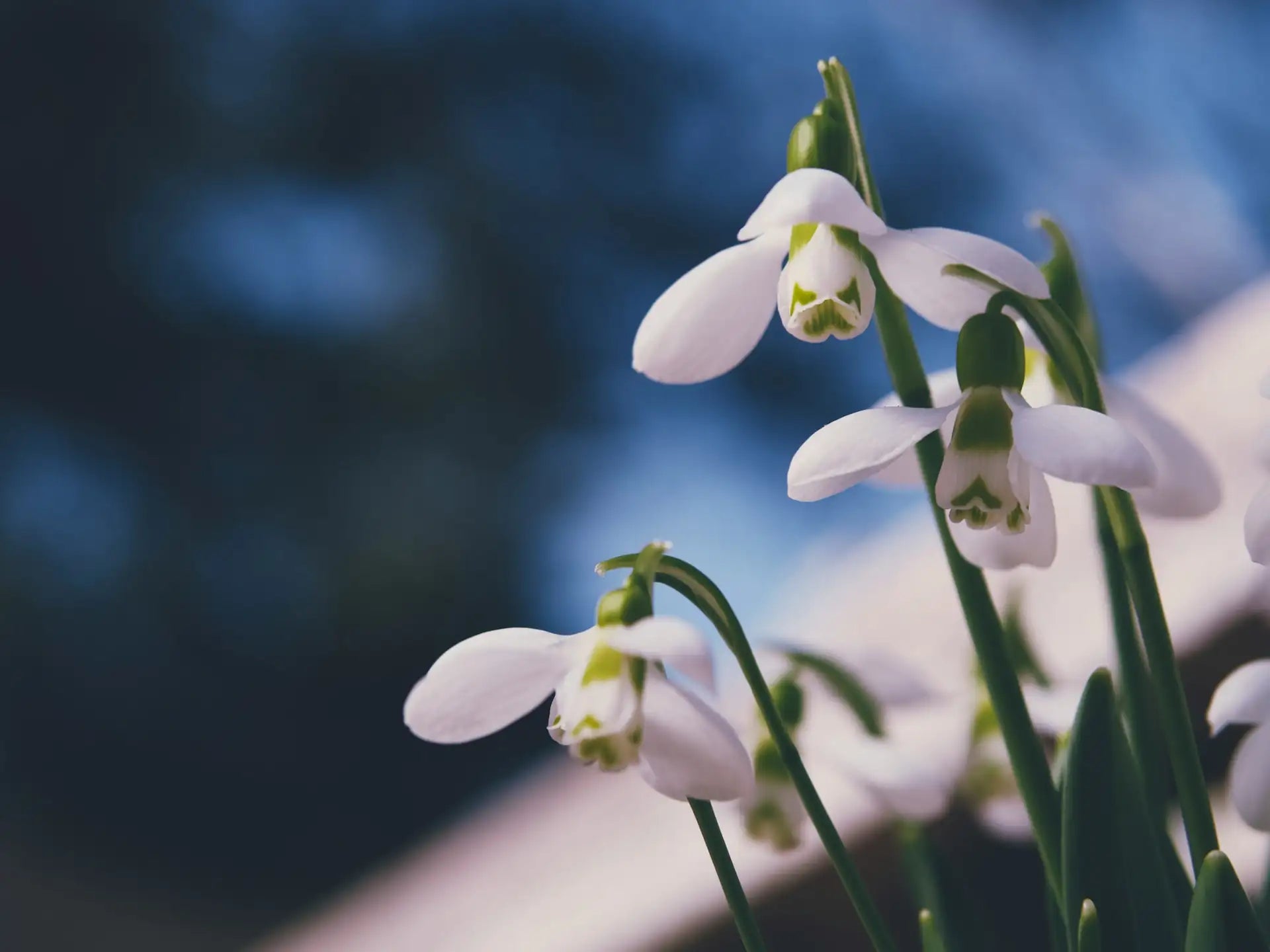 Mehrere weiße Schneeglöckchen mit hängenden Blüten stehen nah beieinander